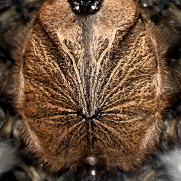Spider Hat