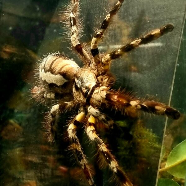 Poecilotheria regalis