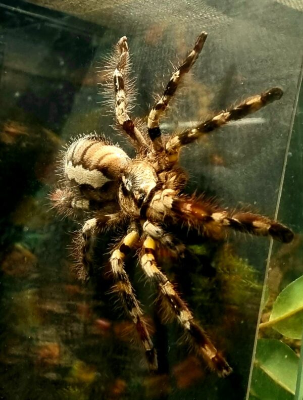 Poecilotheria regalis