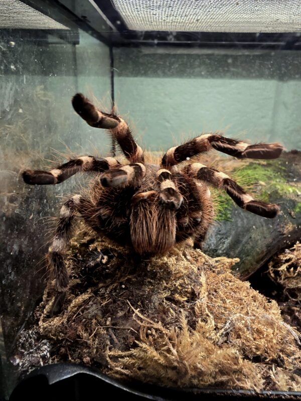 Acanthoscurria geniculata