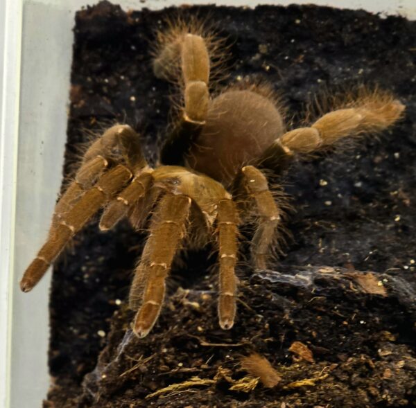 H.gigas (Rusty Red Baboon)