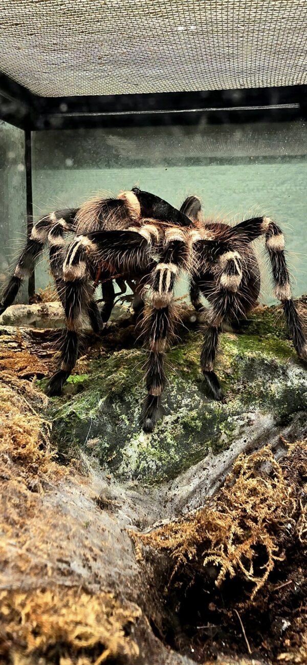 Acanthoscurria geniculata (Brazilian Whiteknee Tarantula)