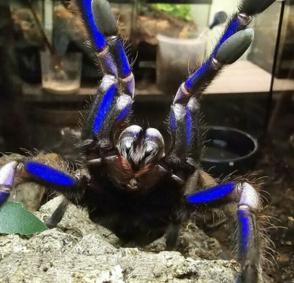 Chilobrachys natanicharum (Electric Blue Earth Tiger) 2cm