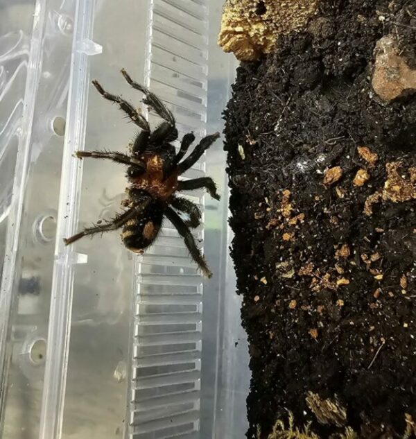 Cyriocosmus elegans (Trinidad Love Heart Dwarf)