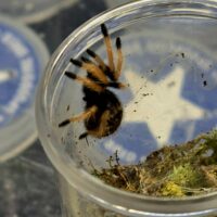 Chromatopelma cyaneopubescens Sling - Image 2