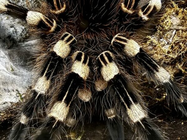 Acanthoscurria geniculata 6cm
