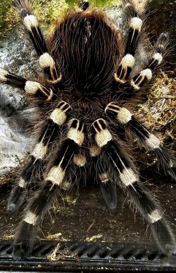 Acanthoscurria geniculata 6cm