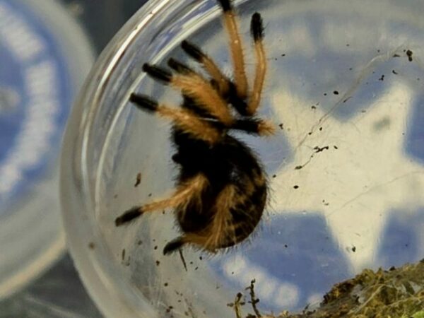 Chromatopelma cyaneopubescens Sling
