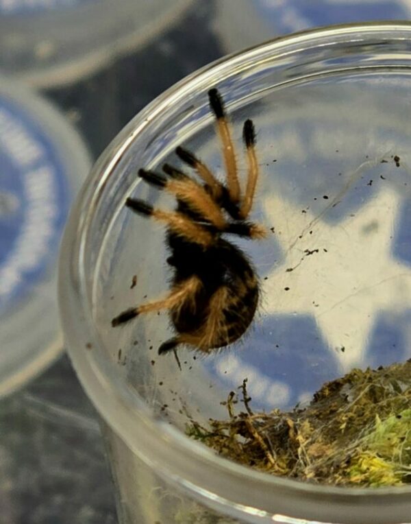 Chromatopelma cyaneopubescens Sling