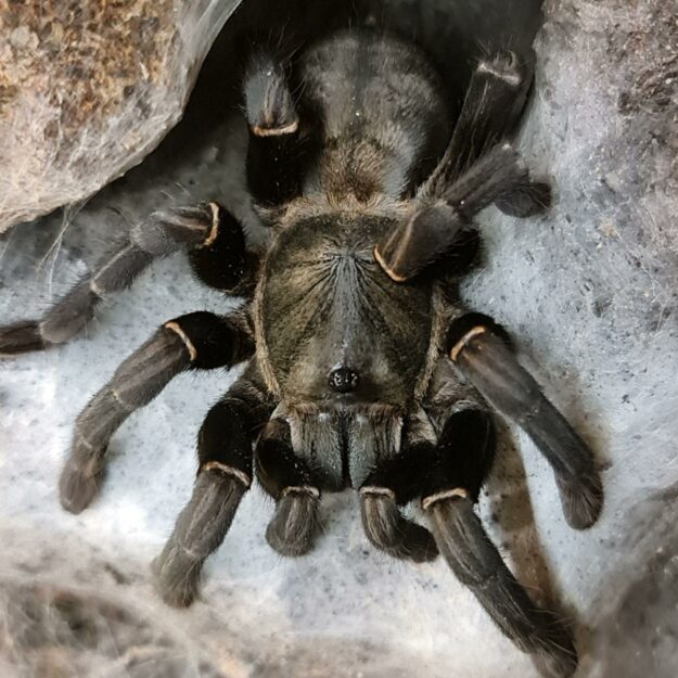 Spidershed Dyl