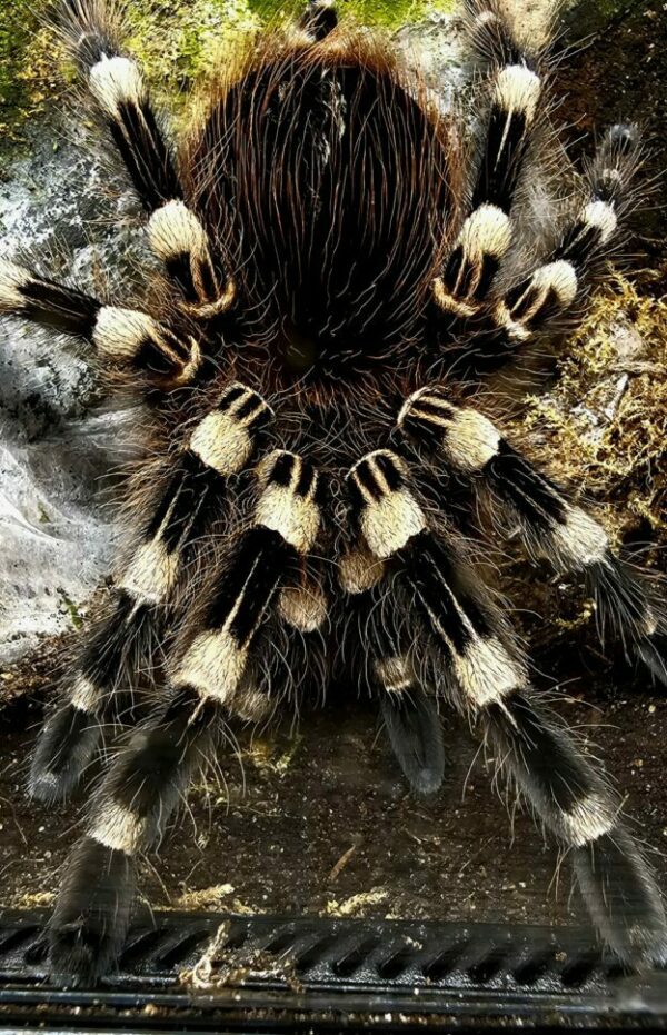Acanthoscuria geniculata (Brazillian White Knee) 2cm