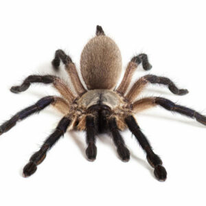 Monocentropus balfouri (Socotra Island blue baboon) Juvie Female